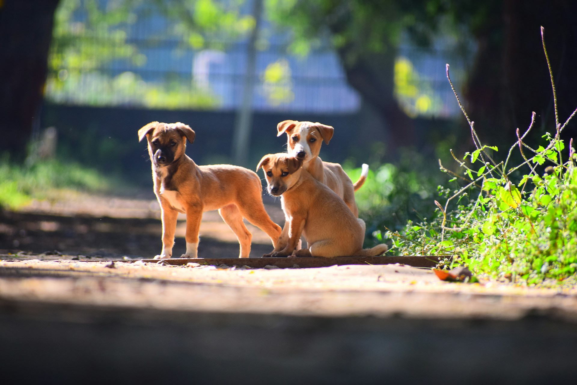 comida casera para perros renales