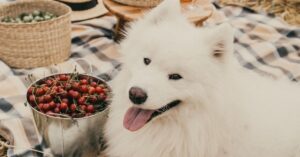 Guía completa de comida casera para perros con alergia en la piel