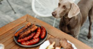 Comida casera para perros con carne molida: guía completa