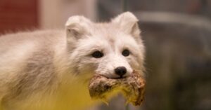 Comida casera para perros Husky Siberiano: Guía completa para una alimentación saludable
