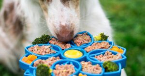 Guía completa sobre comida casera para perros pug: Beneficios y recetas