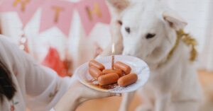 Comida casera para perros recién nacidos: Guía esencial y consejos