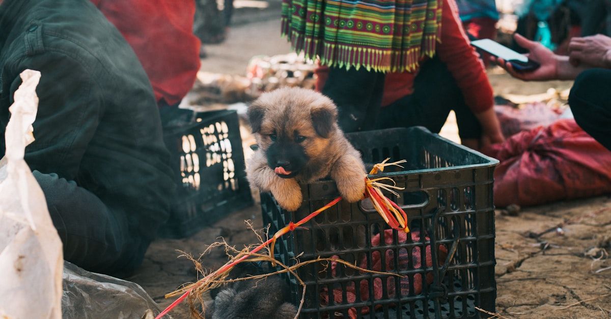 Guía completa: Comida casera para perros Shar Pei