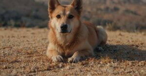 Cómo Tratar a un Perro con Conjuntivitis: Guía y Consejos Prácticos