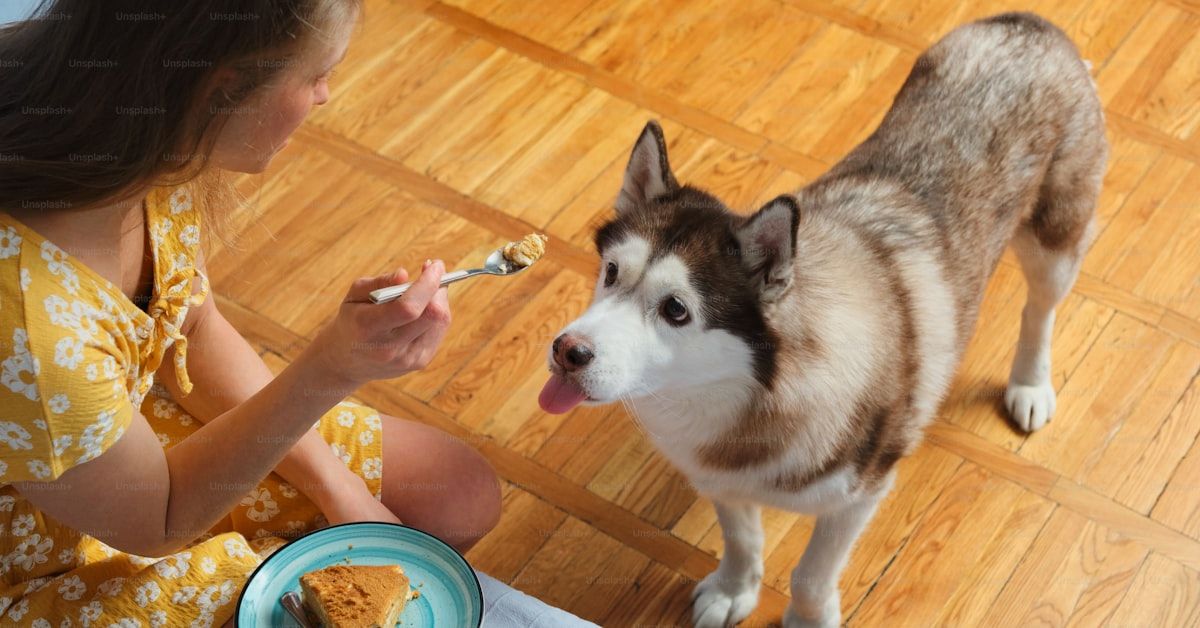 Cómo tratar a un perro con desnutrición: guía completa