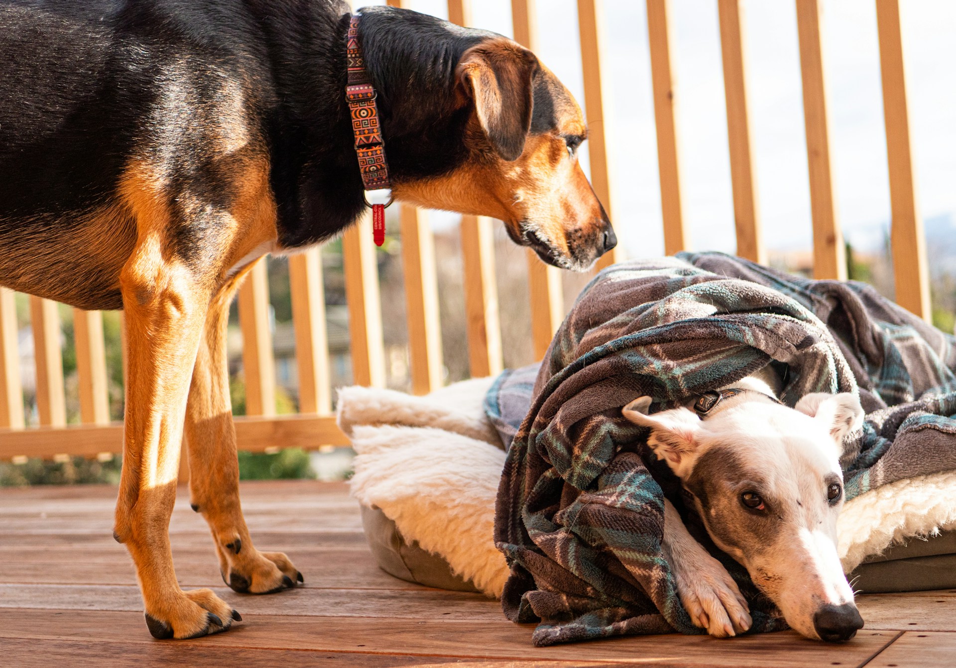 como tratar a un perro con distemper