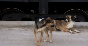 Guía Definitiva: Como tratar a un perro con miedo