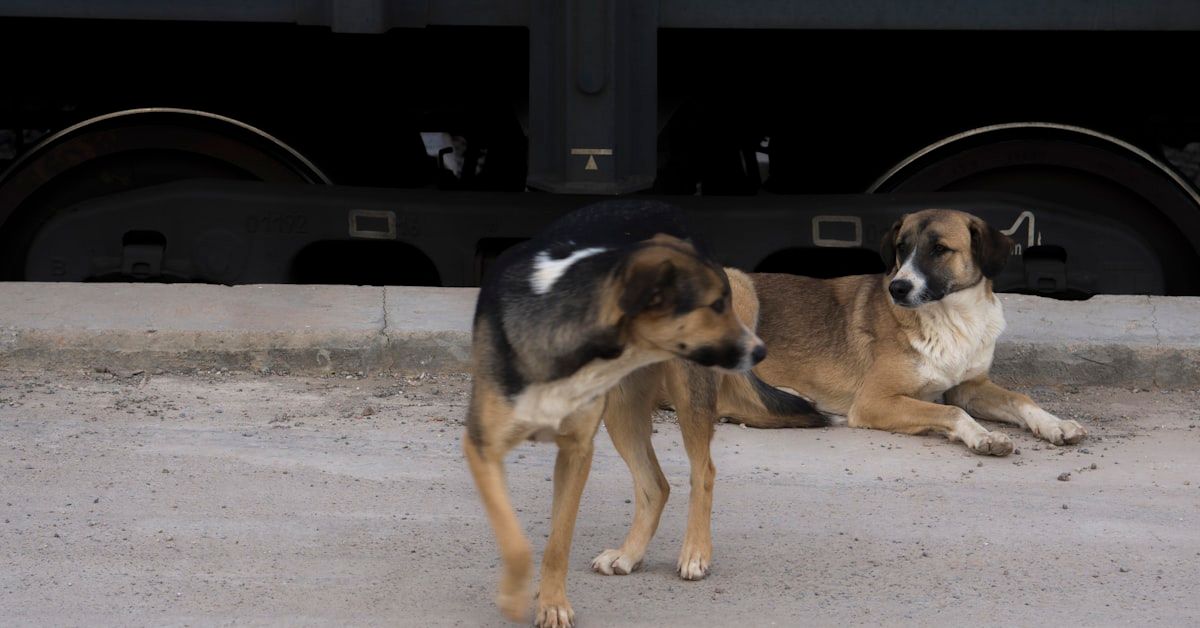 Guía Definitiva: Como tratar a un perro con miedo