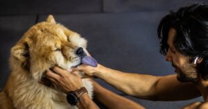 Guía completa sobre cómo tratar a un perro con problemas neurológicos