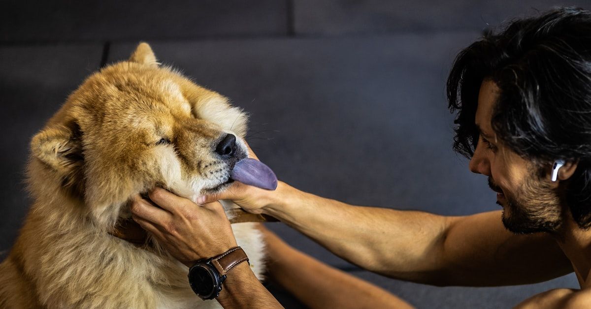 Guía completa sobre cómo tratar a un perro con problemas neurológicos