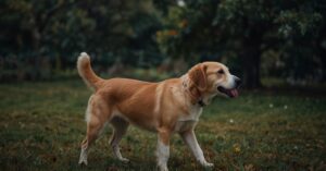 Cómo Tratar a un Perro Enfermo: Consejos y Cuidados Esenciales