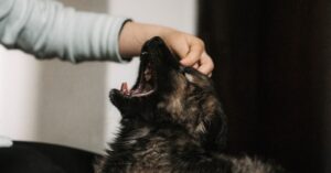 Guía Completa: Cómo tratar a un perro intoxicado
