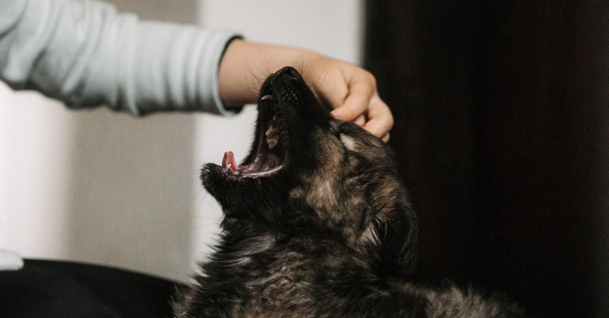 Guía Completa: Cómo tratar a un perro intoxicado