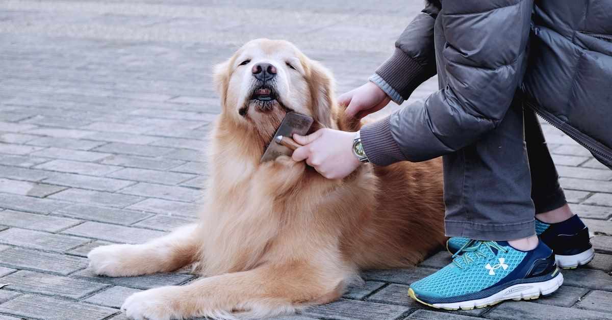 Guía sobre cómo tratar a un perro maltratado efectivamente