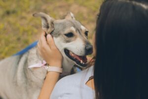 como tratar a un perro nervioso