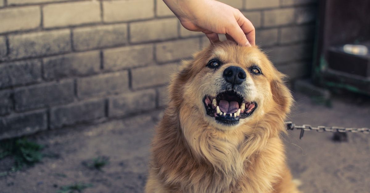 Cómo Tratar a un Perro que Ha Sido Maltratado: Guía Integral
