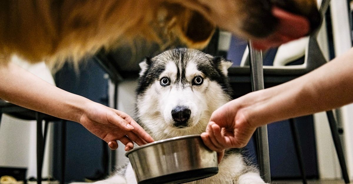 Cómo Tratar a un Perro que No Quiere Comer: Consejos Efectivos