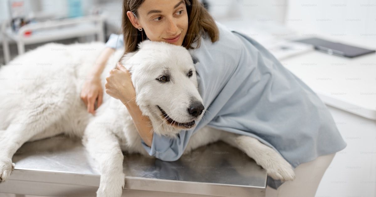 Cómo tratar a un perro resfriado: Guía completa y efectiva