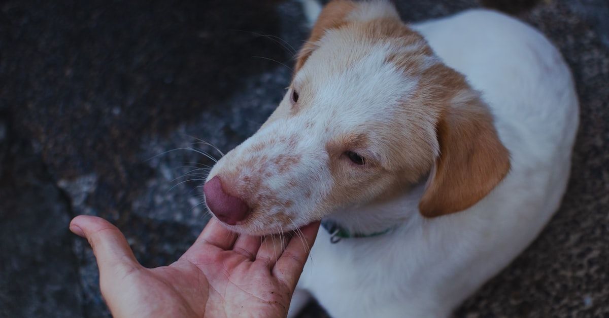 Guía completa sobre cómo tratar a un perro sordo: Comunicación, seguridad y amor