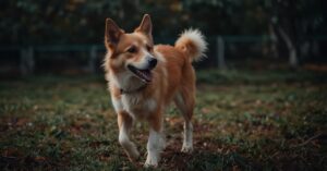 Consejos Esenciales para Tratar a un Perro Viejito