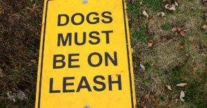 ¿Es normal que un perro cachorro orina mucho? Guía para dueños de cachorros