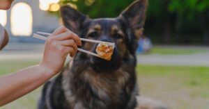 ¿Es normal que un perro coma pasto? Descubre la respuesta