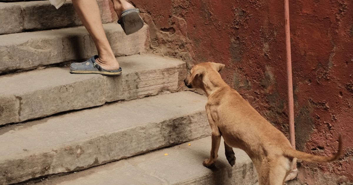 ¿Es normal que un perro haga mucha popo? Descubra la respuesta aquí