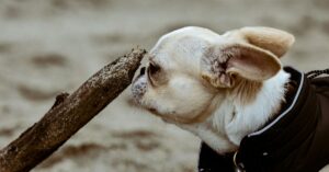 ¿Es normal que un perro ladre mucho? Explicación y soluciones