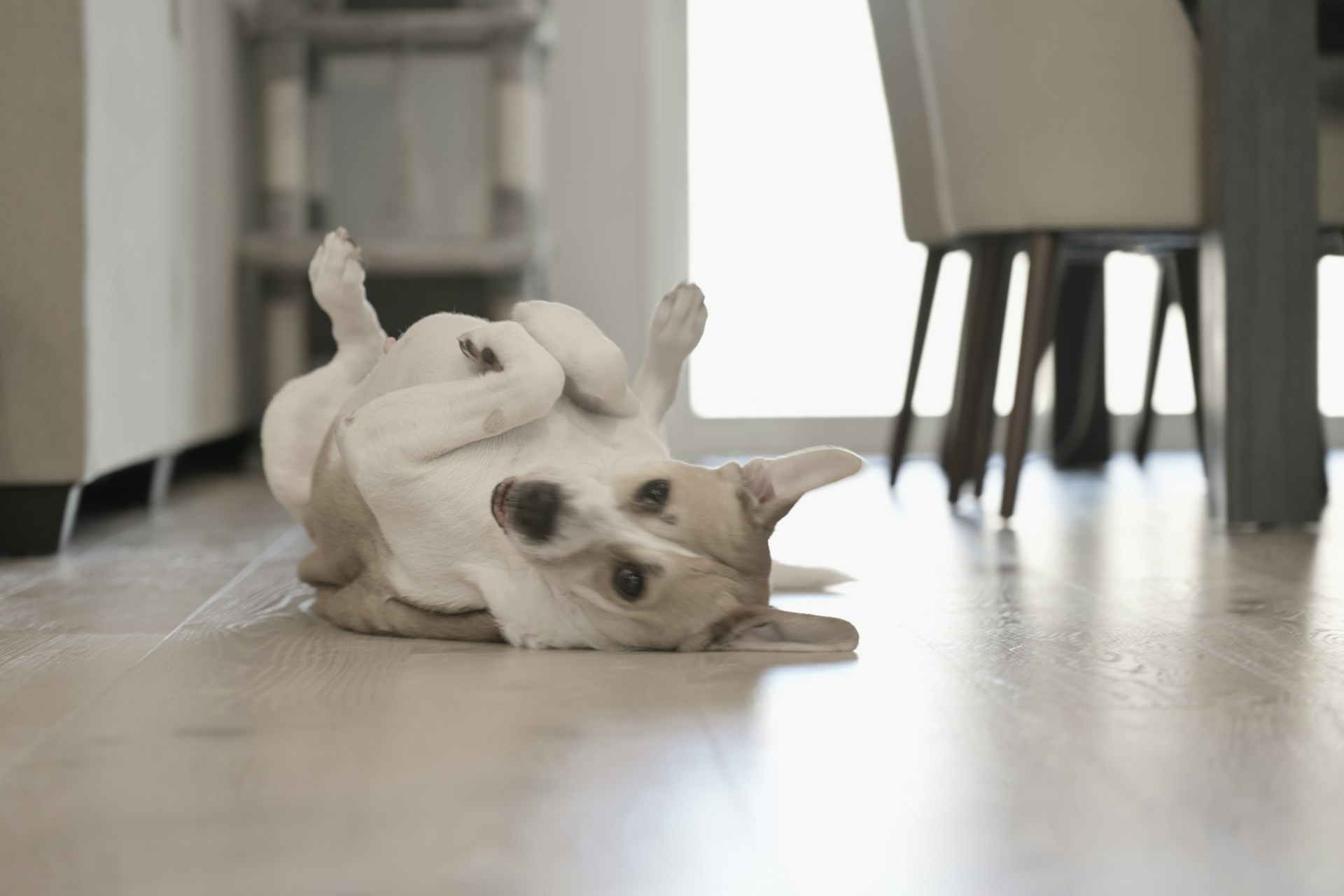es normal que un perro le da hipo