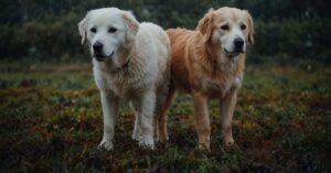 ¿Es Normal que un Perro Macho Quiera Montar a Otro? Descúbrelo Aquí