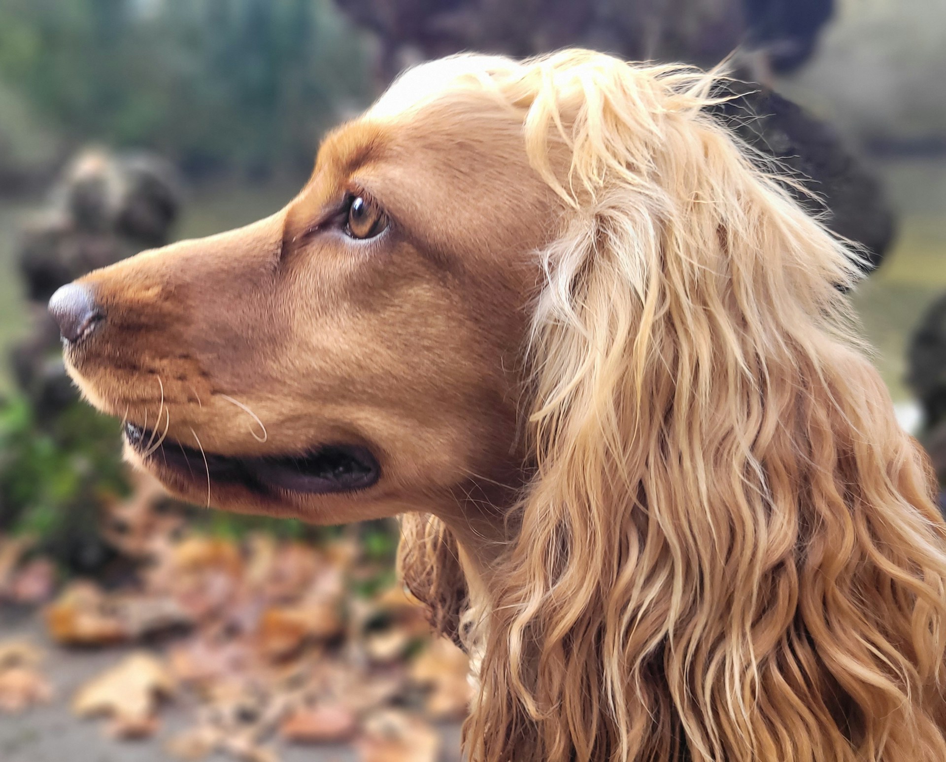 es normal que un perro pierde mucho pelo