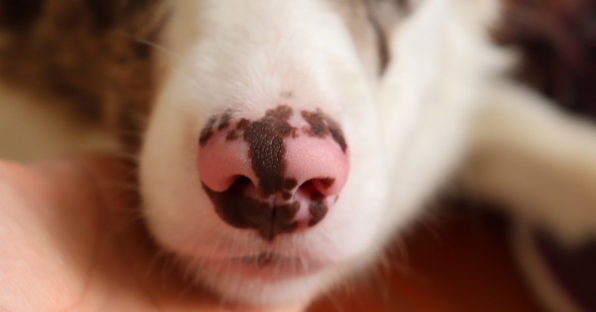 ¿Es normal que un perro sangre por la nariz? Entérate aquí