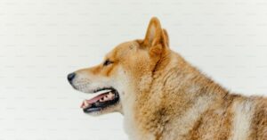 ¿Es normal que a los perros se les caigan los dientes? Descubre por qué sucede