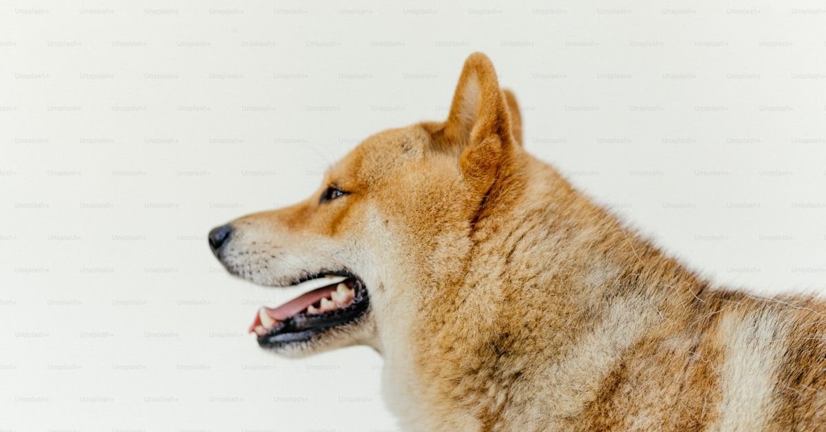 ¿Es normal que a los perros se les caigan los dientes? Descubre por qué sucede