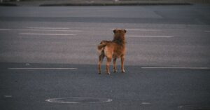 ¿Es normal que un perro tiemble? Descubriendo las causas y soluciones