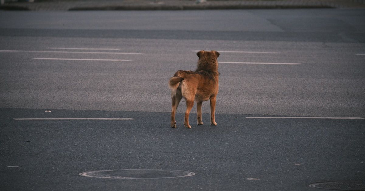¿Es normal que un perro tiemble? Descubriendo las causas y soluciones