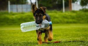 ¿Es normal que un perro tome mucha agua? Descubre las respuestas aquí