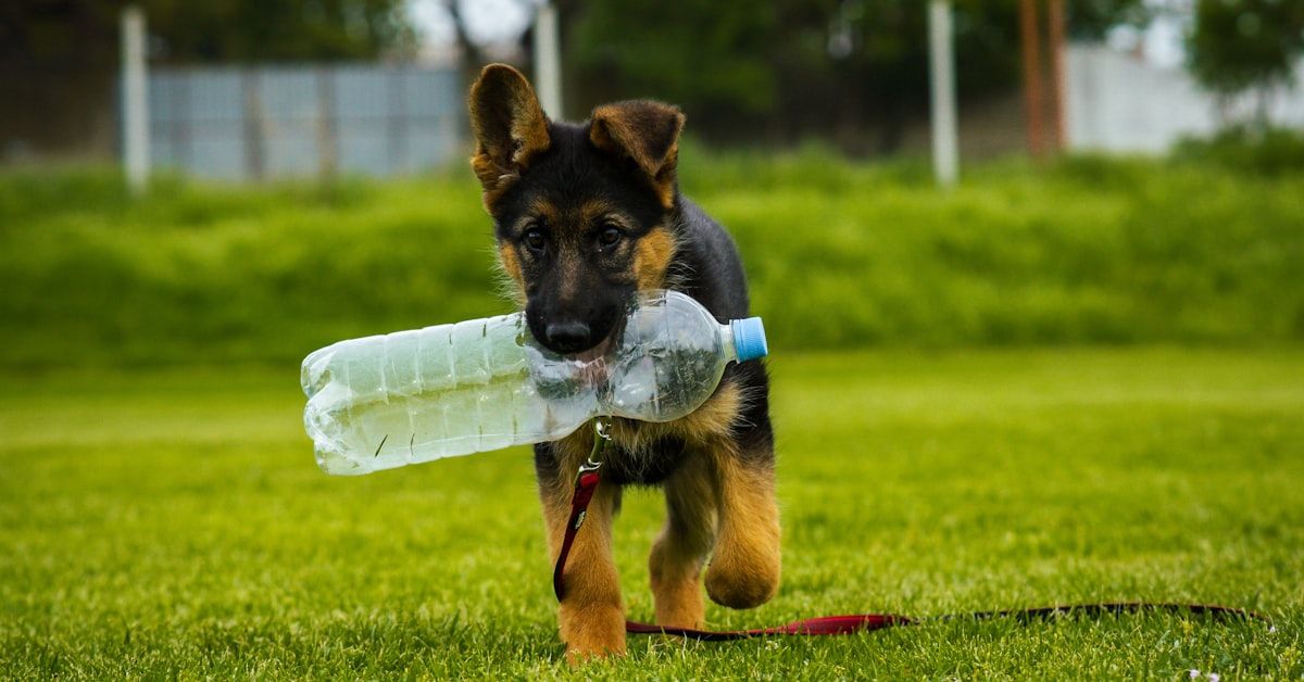 ¿Es normal que un perro tome mucha agua? Descubre las respuestas aquí