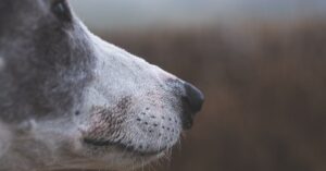 7 Eficaces Mastitis Remedios Caseros para Perros que Debes Probar