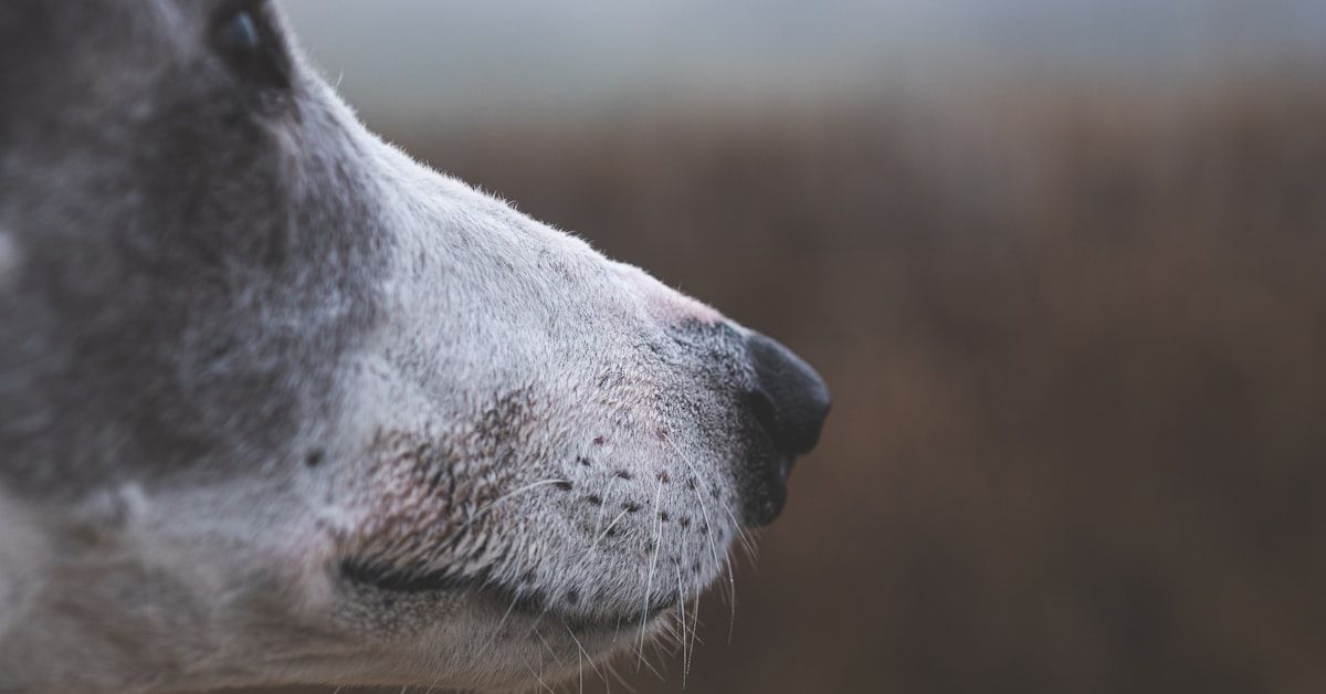 7 Eficaces Mastitis Remedios Caseros para Perros que Debes Probar