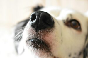 que hacer si mi perro babea mucho