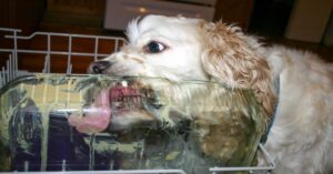 Qué hacer si mi perro está vomitando: Guía completa para dueños