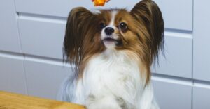 ¿Qué hacer si mi perro no quiere comer? Guía completa para propietarios