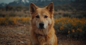 ¿Por qué mi perro orina muy amarillo? Causas y soluciones