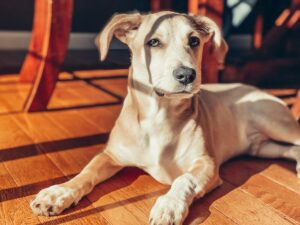 remedios caseros para dermatitis perros
