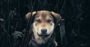 Remedios caseros para desparasitar a perros: Guía completa