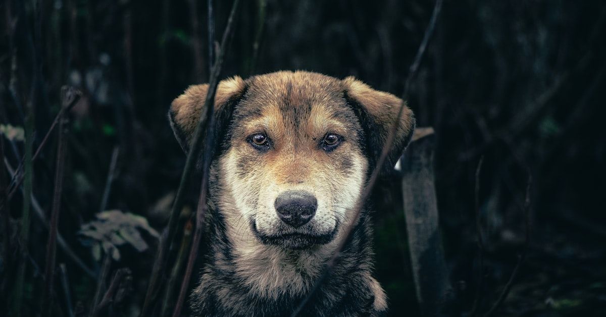 Remedios caseros para desparasitar a perros: Guía completa