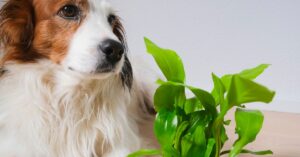Remedios Caseros para la Flora Intestinal en Perros: Guía Completa