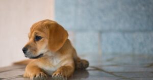 Guía completa: Remedios caseros para la foliculitis en perros
