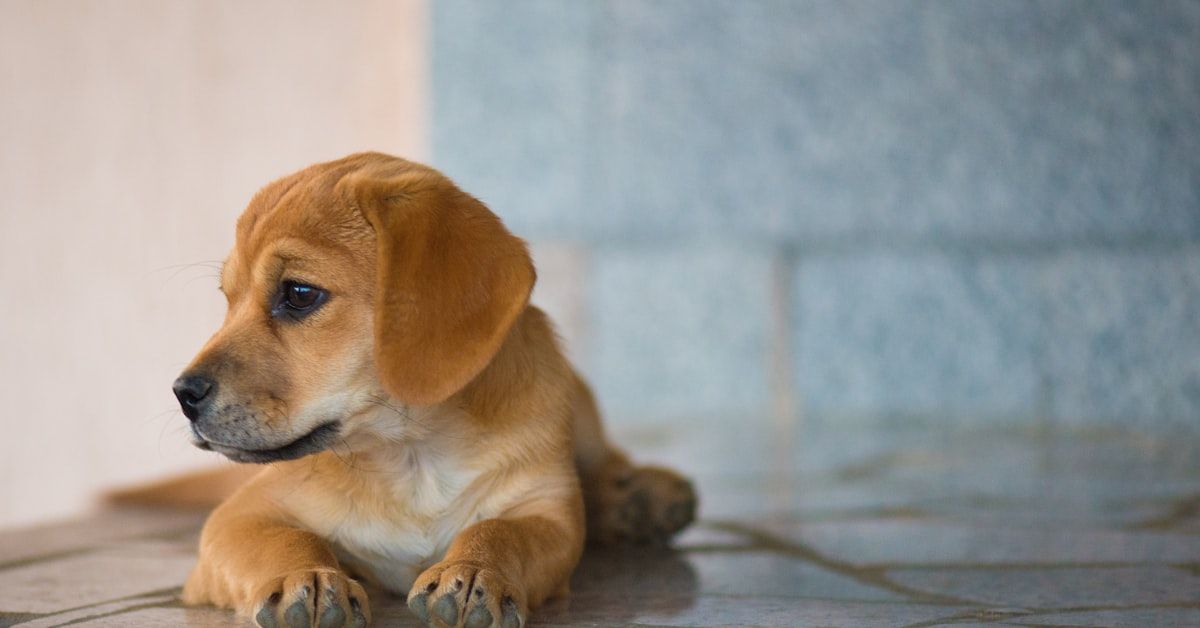 Guía completa: Remedios caseros para la foliculitis en perros